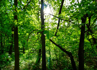 Obraz premium shadows of trees in the forest in spring