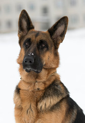 portrait of a german shepherd dog