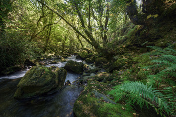 Ferns and mosses on the shore of a mountain river
