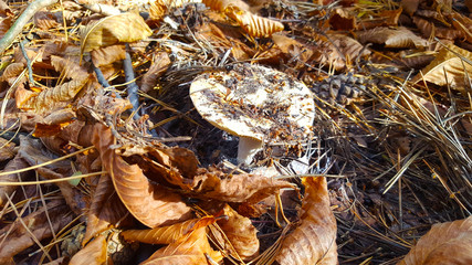 mushroom in the forest