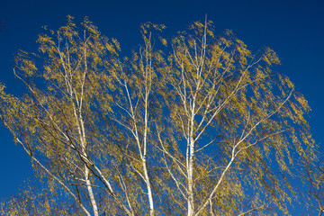 Цветущая береза на фоне голубого неба