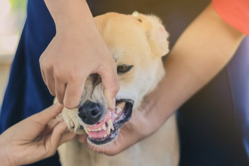 Teenage girl in a pink shirt is massaging her brown dog.