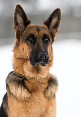portrait of a german shepherd dog