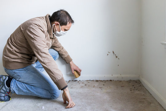 Young man in mask sitting crouching by room wall carpet floor flooring, white painted walls, during remodeling renovation, cleaning, inspection of dirty filty mold, dust, trash