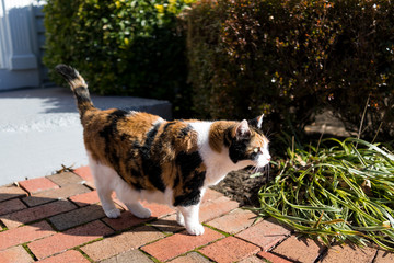 Curious calico cat outside green garden face in sunny bright sunlight hunting on porch, front or back yard, side profile in home garden