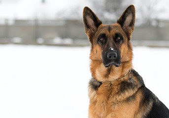 portrait of a german shepherd dog