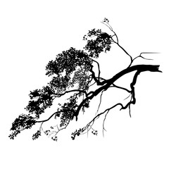 Obraz premium Oak (Quercus L.) branch silhouette with foliage