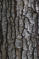 Fototapeta premium old tree bark