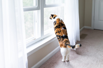 Funny calico cat leaning on windowsill window sill standing up on hind legs trick watching humor between curtains blinds outside