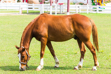 The racing horse eating grass on field.
