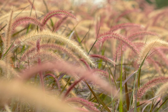 Dry desho grass (Pennisetum pedicellatum) with backlight of sunshine in the field. Known as desho or desho grass and annual kyasuwa grass