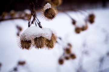 snow covered burrs in winter 