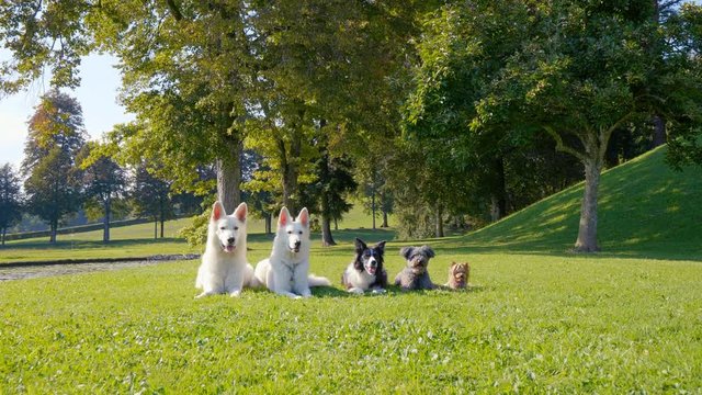 Five focused dogs lying in the park in a line, from the biggest to the smallest, different breeds. They are in the middle of a training, waiting for their next command.