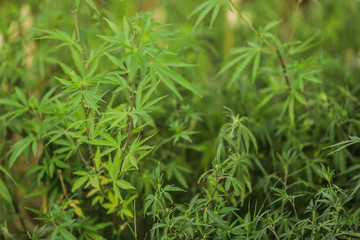 Fototapeta na wymiar Wild growth Cannabis Grass on the Street, Peshawar, Pakistan