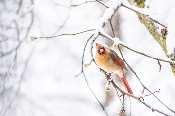 Puffed up angry fluffing funny one female red northern cardinal, Cardinalis, bird perched on tree branch during cold winter in Virginia, snow 