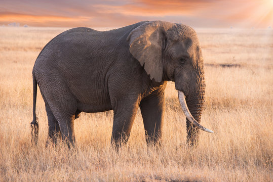 An elephant was eating grass in Serengeti national park ,Tanzania.