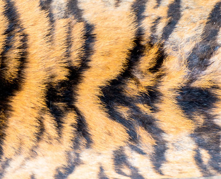 Animal skins texture of Tiger