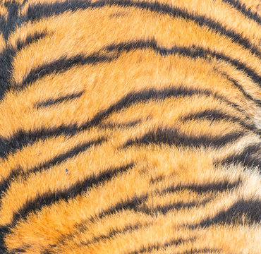 Animal skins texture of Tiger