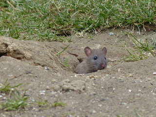 Rat In A Hole