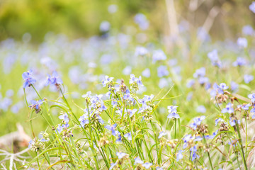 Fototapeta premium Wildflowers Tradescantia occidentalis Spiderwort purple flowers with three petals closeup in Paynes Prairie Preserve State Park in nature Gainesville, Florida
