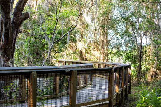 Southern live oak tree with hanging Spanish moss on wooden boardwalk bridge in marsh in Paynes Prairie Preserve State Park in nature Gainesville, Florida