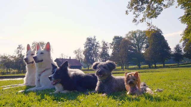 Five dogs lying in the park in a line, from the biggest to the smallest, different breeds. They just sit still and look beautiful. Amazing arc shot.