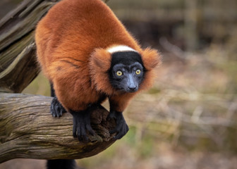 Portrait of an adult red ruffed lemur on a tree, The Netherlands