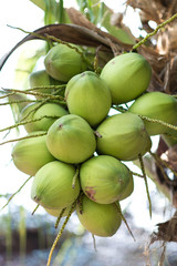 Coconut  - background