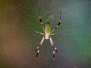 Radnetzspinne (Nephila clavipes)