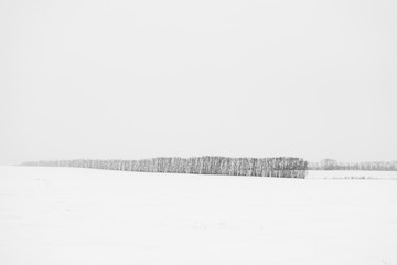 picturesque view of snow-covered forest on field at winter day 