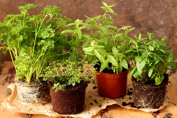 Vegetable seedlings on rustic wooden table