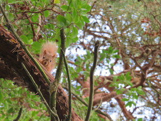 Fototapeta premium Red Squirrel