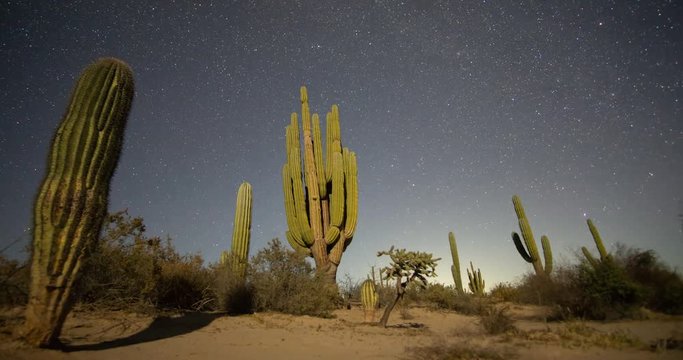 Saguaro in Movement