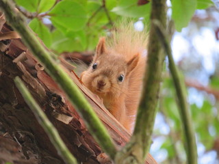 Red Squirrel 4