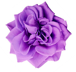 Purple rose flower, white isolated background with clipping path.  Closeup. no shadows. Nature.