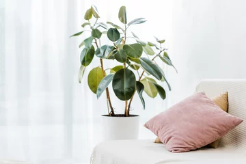Tuinposter green plant in pot near couch with pillows © LIGHTFIELD STUDIOS