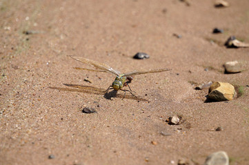 Green dragonfly on the sand next to the beautiful stones.