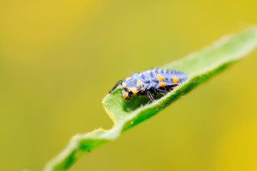 Coccinella septempunctata on plant