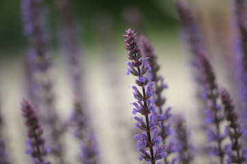 lavender