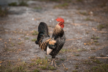 Rooster
