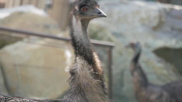 Face of an ostrich bird up close. Close up ostrich head (Struthio camelus).