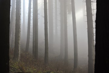 nebbia nel bosco prealpino