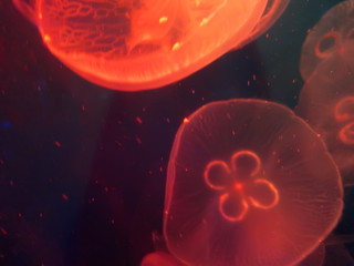 jellyfish