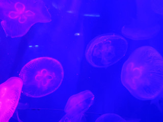 jellyfish