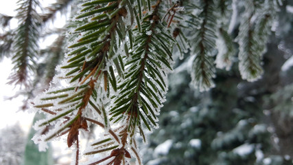 pine branch with cones