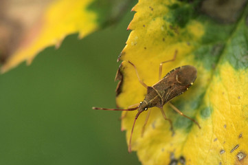 beetle on leaf