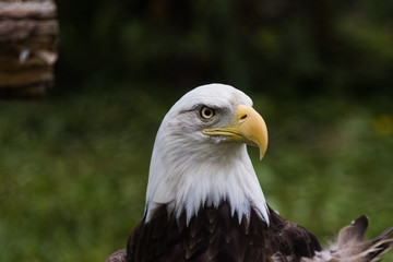 Eagle