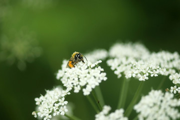 bee on yarrow