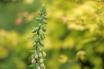 foxglove