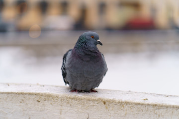  Brave pigeon struggling with the cold on the streets of winter Moscow